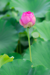 三渓園　早朝観蓮会