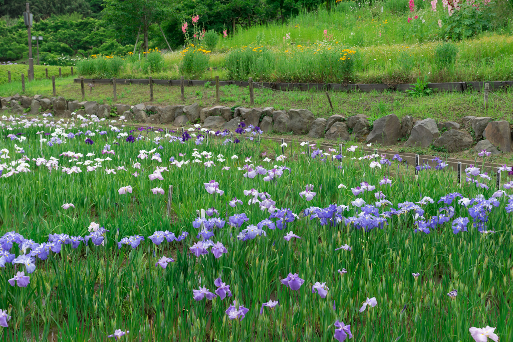 菖蒲園
