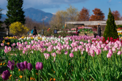 花菜ガーデン　オータムチューリップ