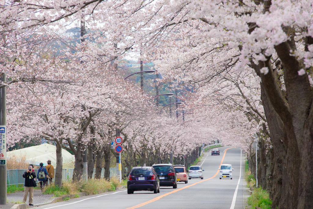 三浦・通研通り桜並木