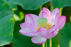 三渓園　早朝観蓮会