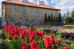 花菜ガーデン　オータムチューリップ