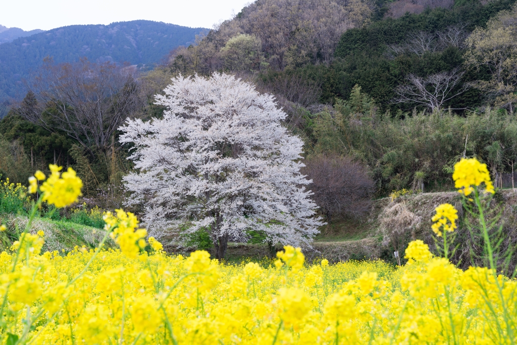 淡墨桜