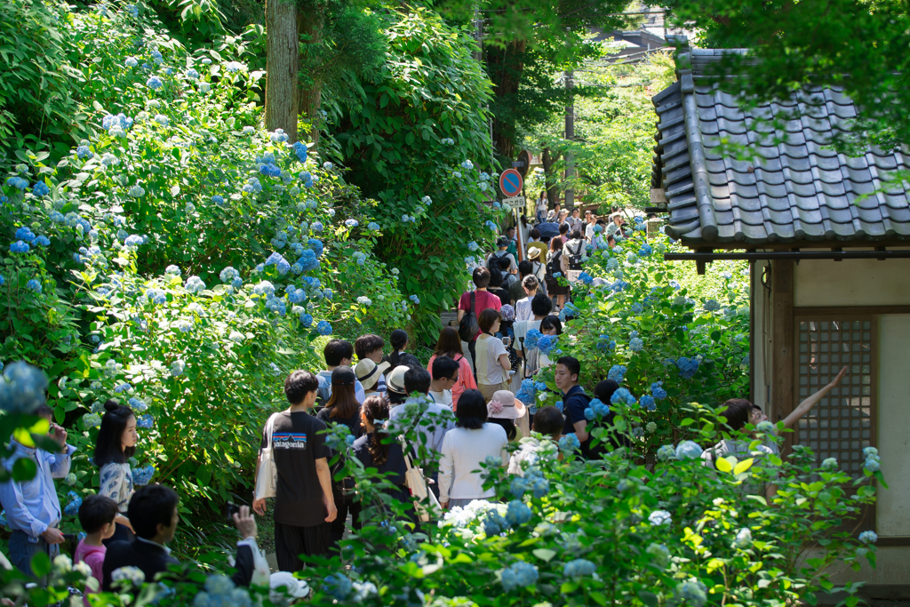 紫陽花シーズンの明月院