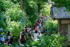 紫陽花シーズンの明月院