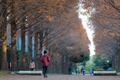 メタセコイア並木道