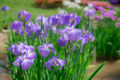 皇居二の丸庭園　菖蒲5