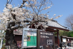 2019春の称名寺