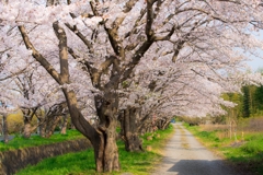 田島桜まつり