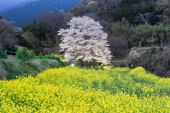 淡墨桜