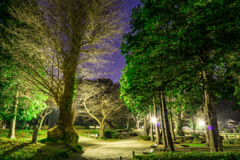 お正月の称名寺