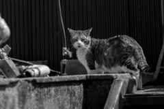 20180421　子安スナップ