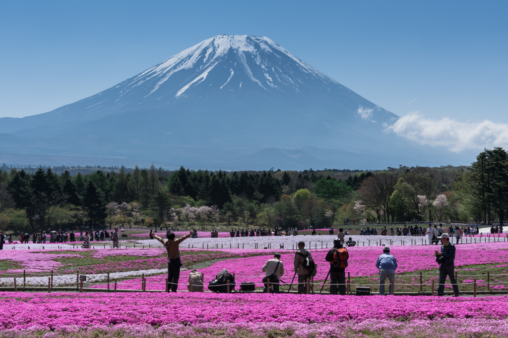 2016年　GW　富士芝桜まつり