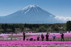 2016年　GW　富士芝桜まつり