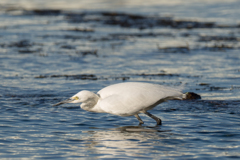 コサギ　エサ狙い