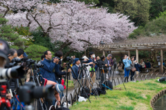 三渓園　桜ライトアップを待つカメラマン達