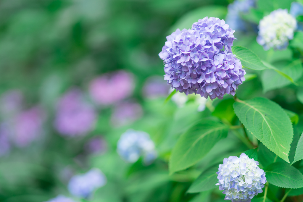 日比谷公園スナップ