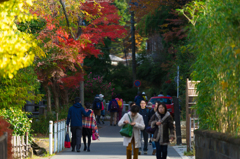 明月院に行く道