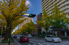 山下公園前　イチョウ並木