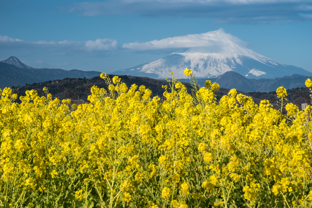 吾妻山公園