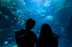 新江ノ島水族館のカップル