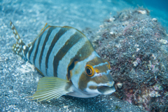 2017年9月9日　大瀬崎湾内　タカノハダイ