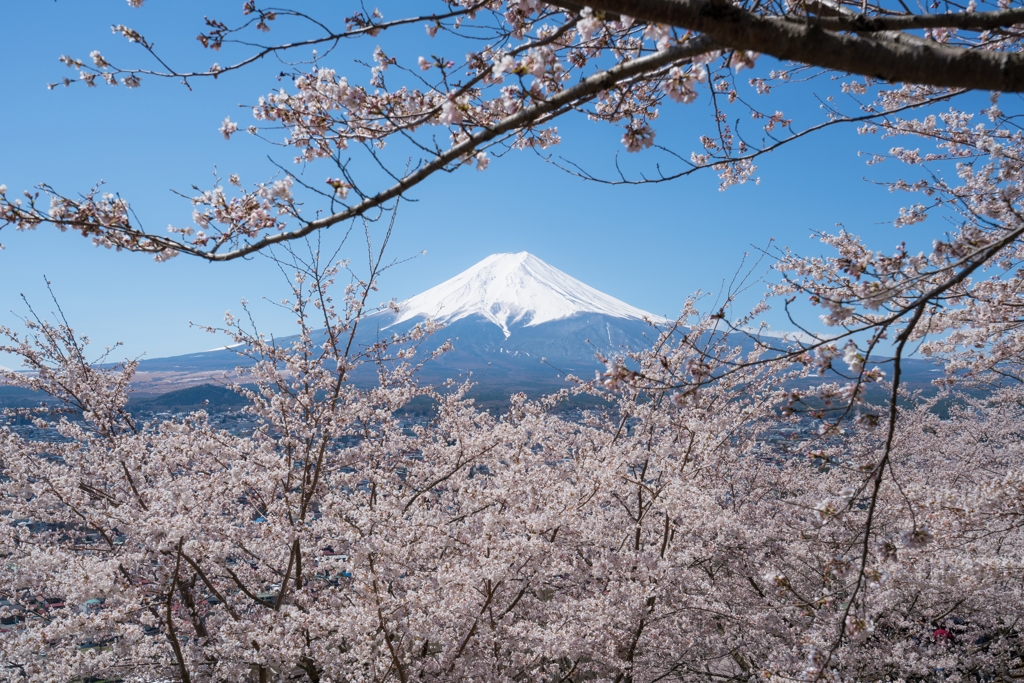 新倉山浅間公園