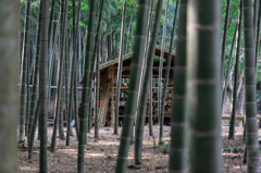 竹やぶの向こうに・・
