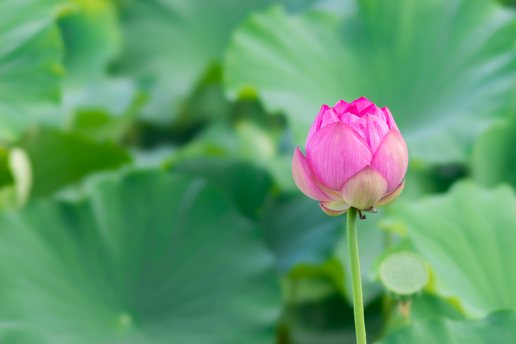 三渓園　早朝観蓮会