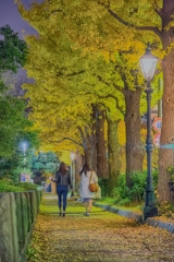 山下公園　銀杏並木