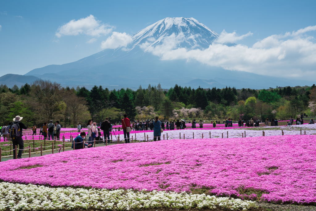 2016年　GW　富士芝桜まつり