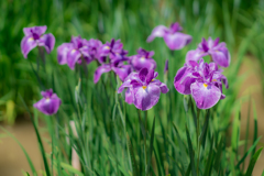 皇居二の丸庭園　菖蒲