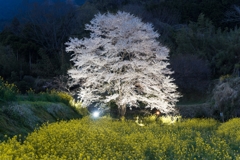 淡墨桜ライトアップ