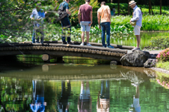 皇居二の丸庭園の池