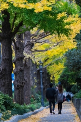 山下公園イチョウ並木