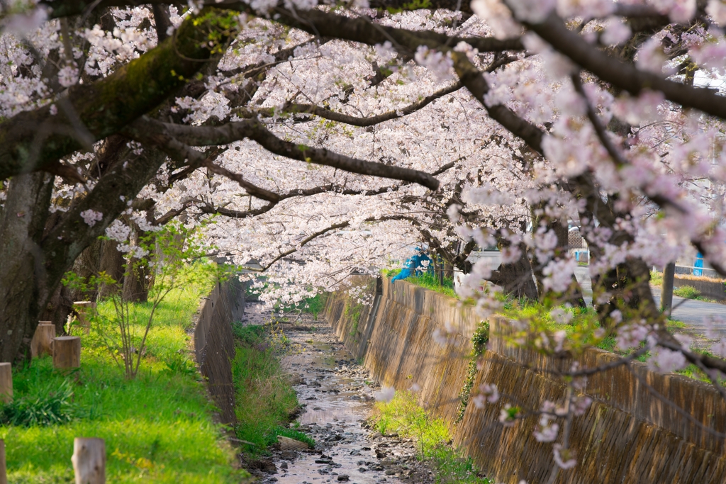 田島桜まつり
