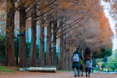 メタセコイア並木道