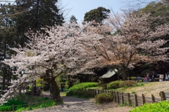 2019春の称名寺