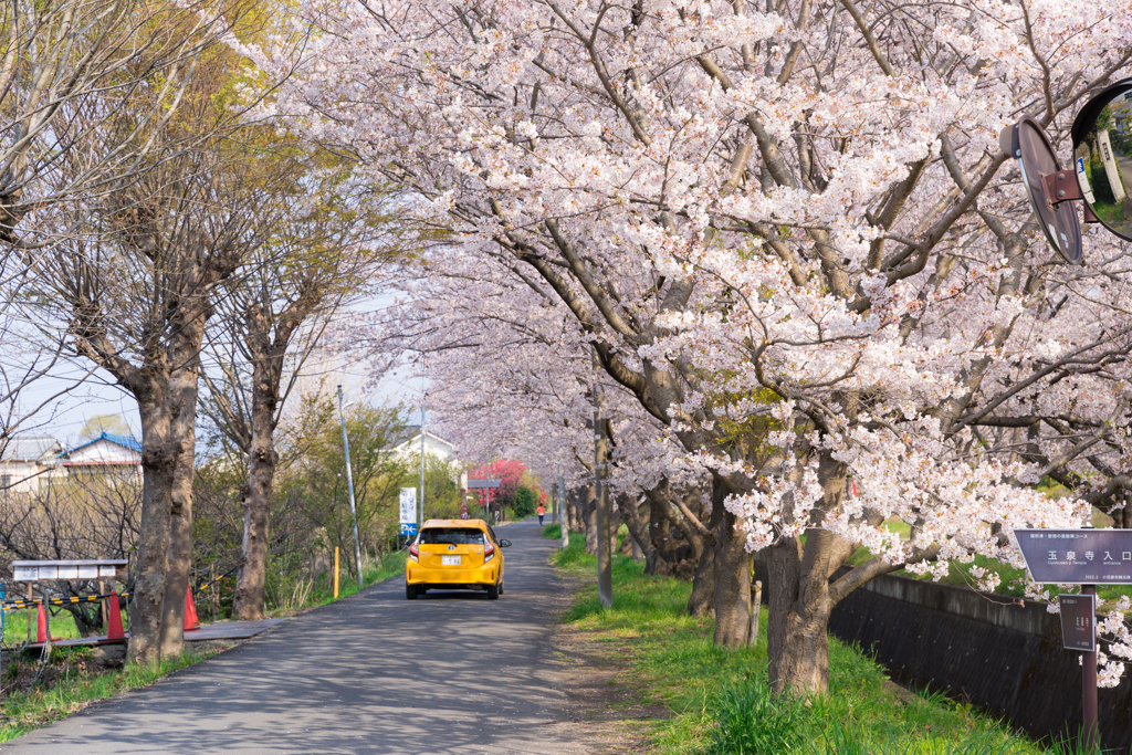 田島桜まつり