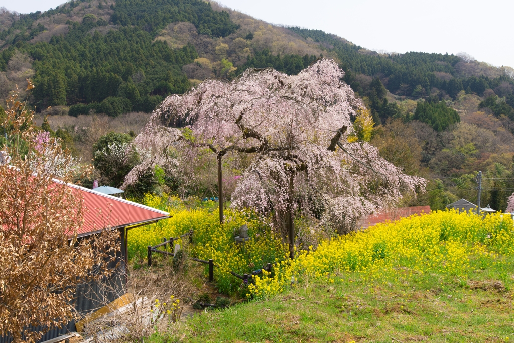 寄しだれ桜まつり