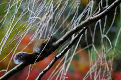 明月院のタイワンリス