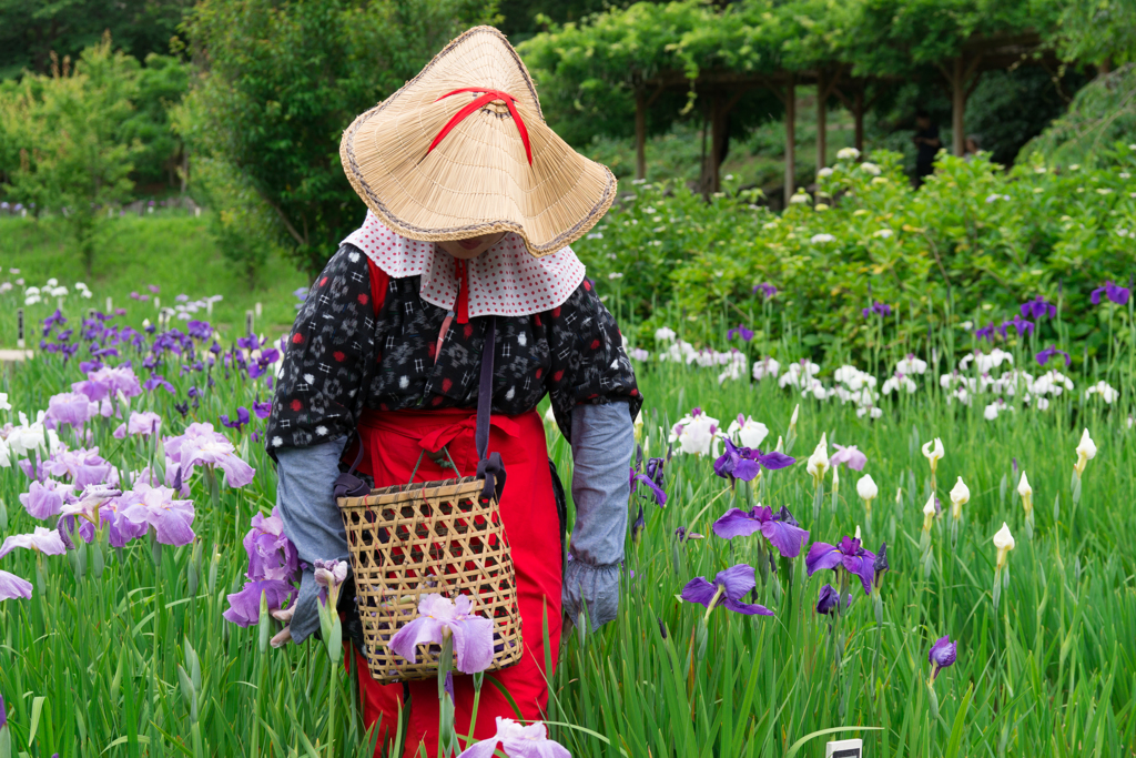 2017 /06 /11 菖蒲園