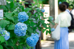 明月院入り口の紫陽花