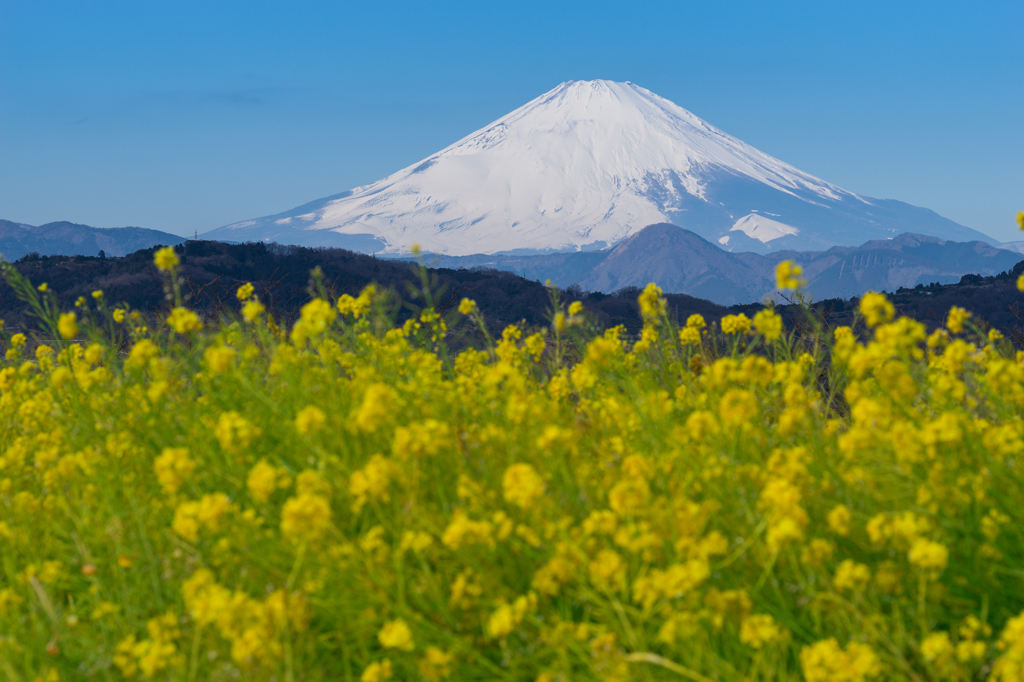 菜の花咲く吾妻山公園