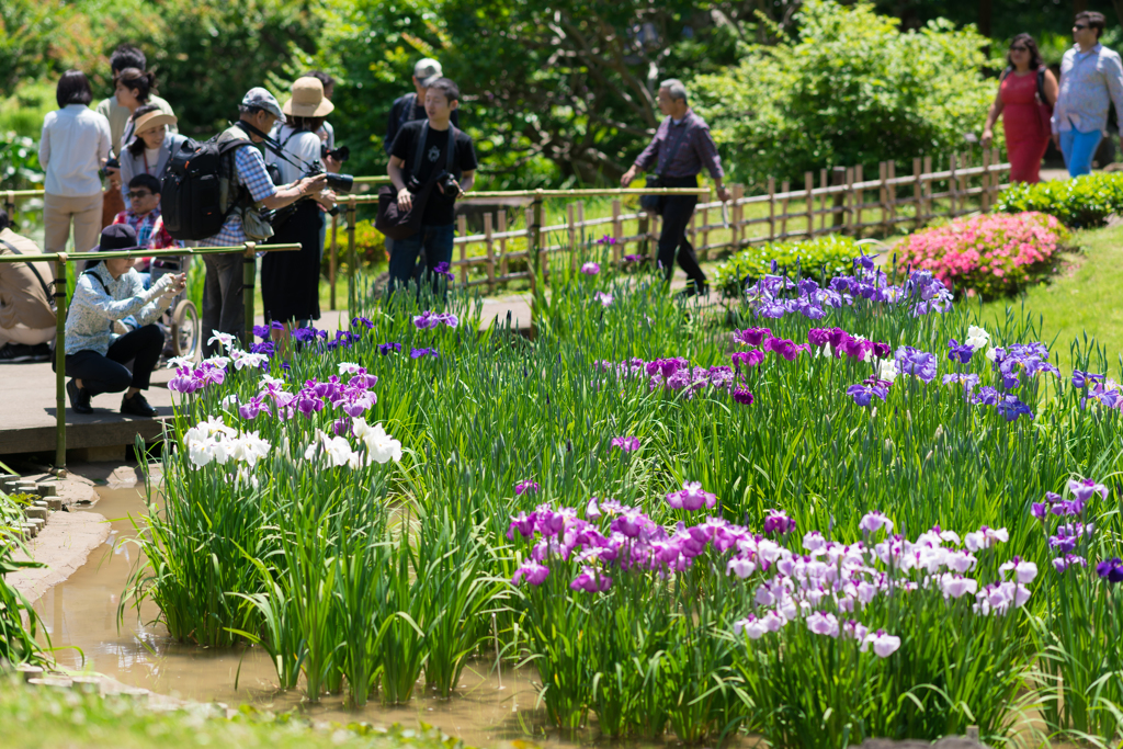 皇居二の丸庭園 菖蒲 By Aあつし Id 写真共有サイト Photohito