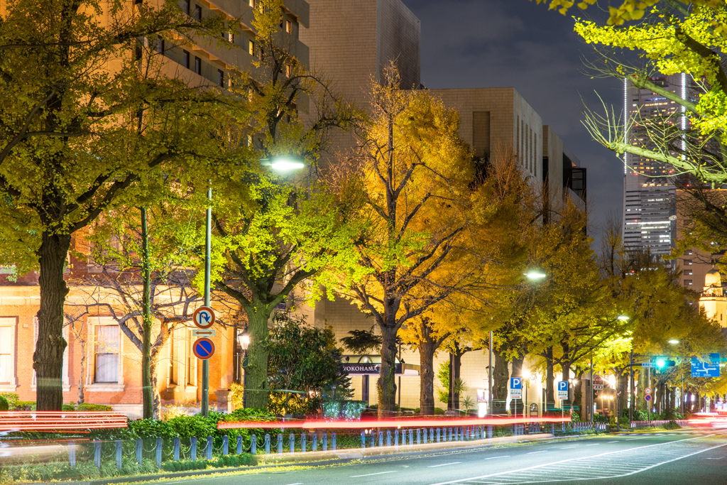 山下公園　銀杏並木
