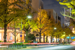 山下公園　銀杏並木