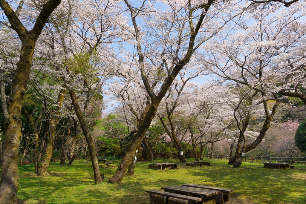 小田原の春