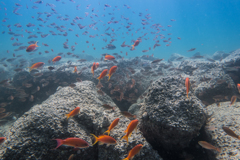 2017年9月9日　大瀬崎湾内　ハナダイ