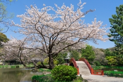 2019春の称名寺